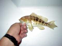 Centropristis ocyurus