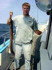 Conger oceanicus