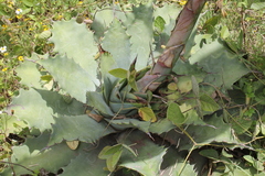 Agave nuusaviorum