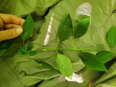 Swietenia macrophylla