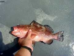 Epinephelus morio