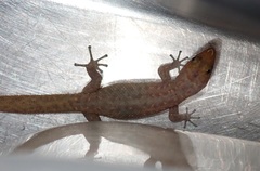 Sphaerodactylus