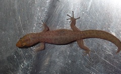 Sphaerodactylus