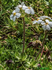 Androsace chamaejasme