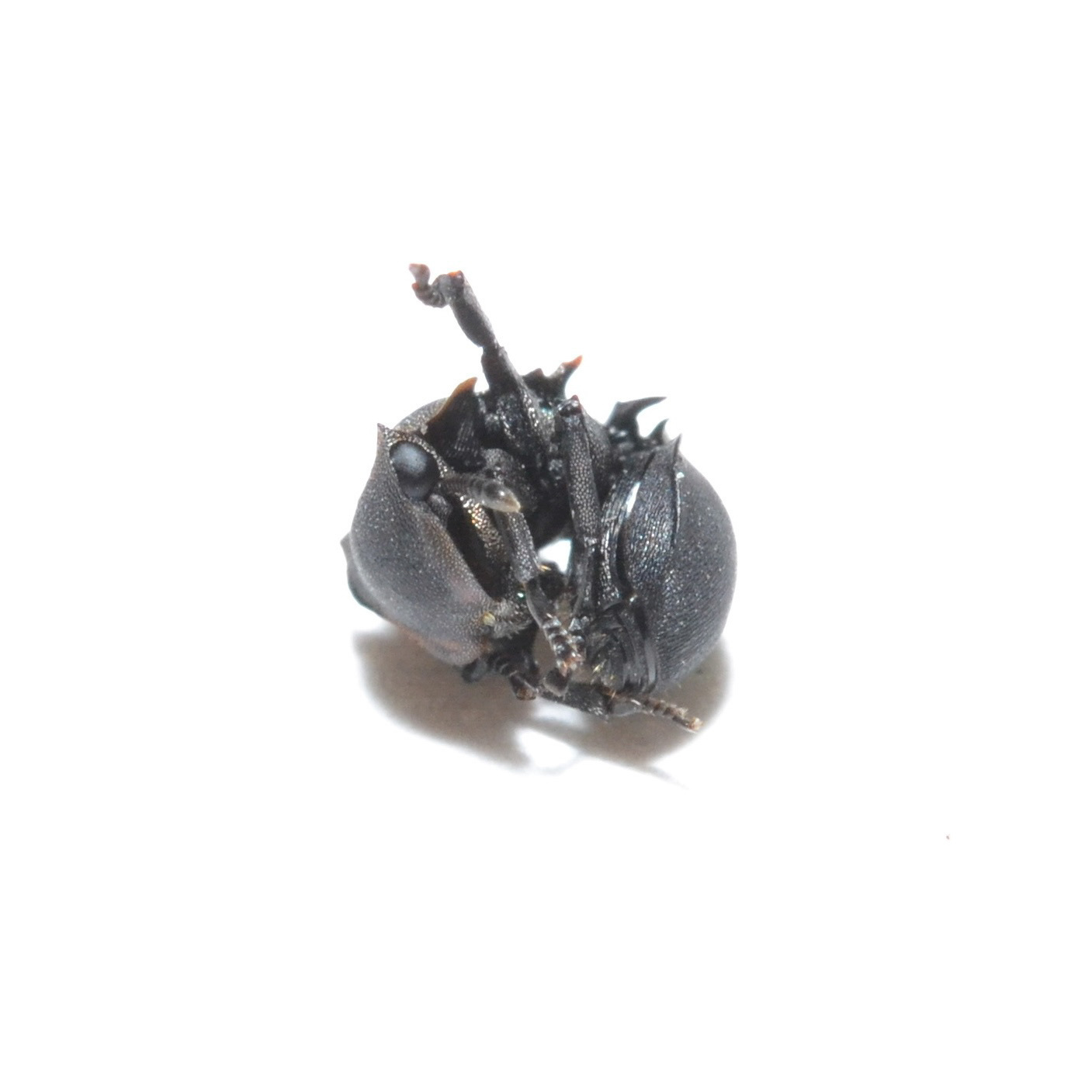Cephalotes femoralis