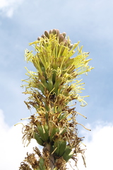 Agave nuusaviorum