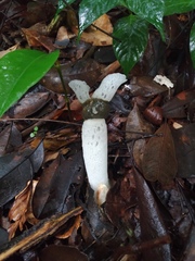 Staheliomyces cinctus