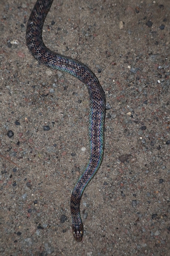 Giant Groundsnake