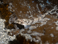 Pygmy Poacher photo 2
