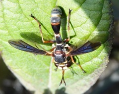 Physocephala sagittaria