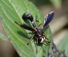 Physocephala sagittaria