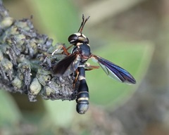 Physocephala sagittaria