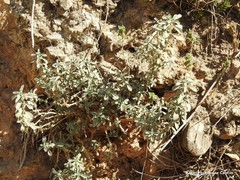Mercurialis tomentosa