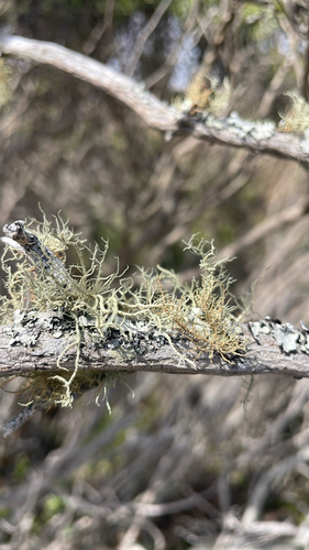 iNaturalist observation photo of beard lichens