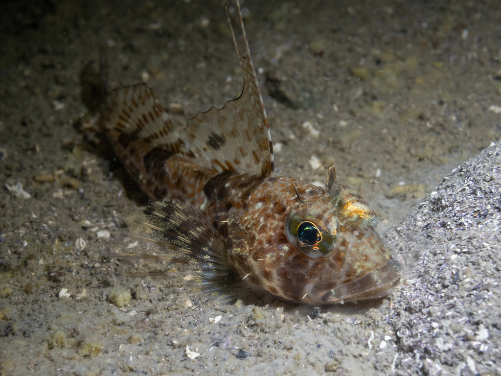 Lesser filamented sculpin (Icelinus tenuis) — Cottidae