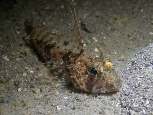 Lesser filamented sculpin (Icelinus tenuis) — Cottidae