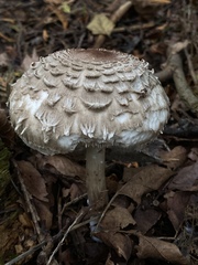 Rhacodium
