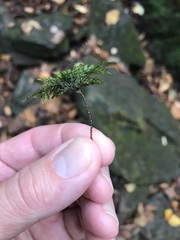 Thamnobryum alleghaniense
