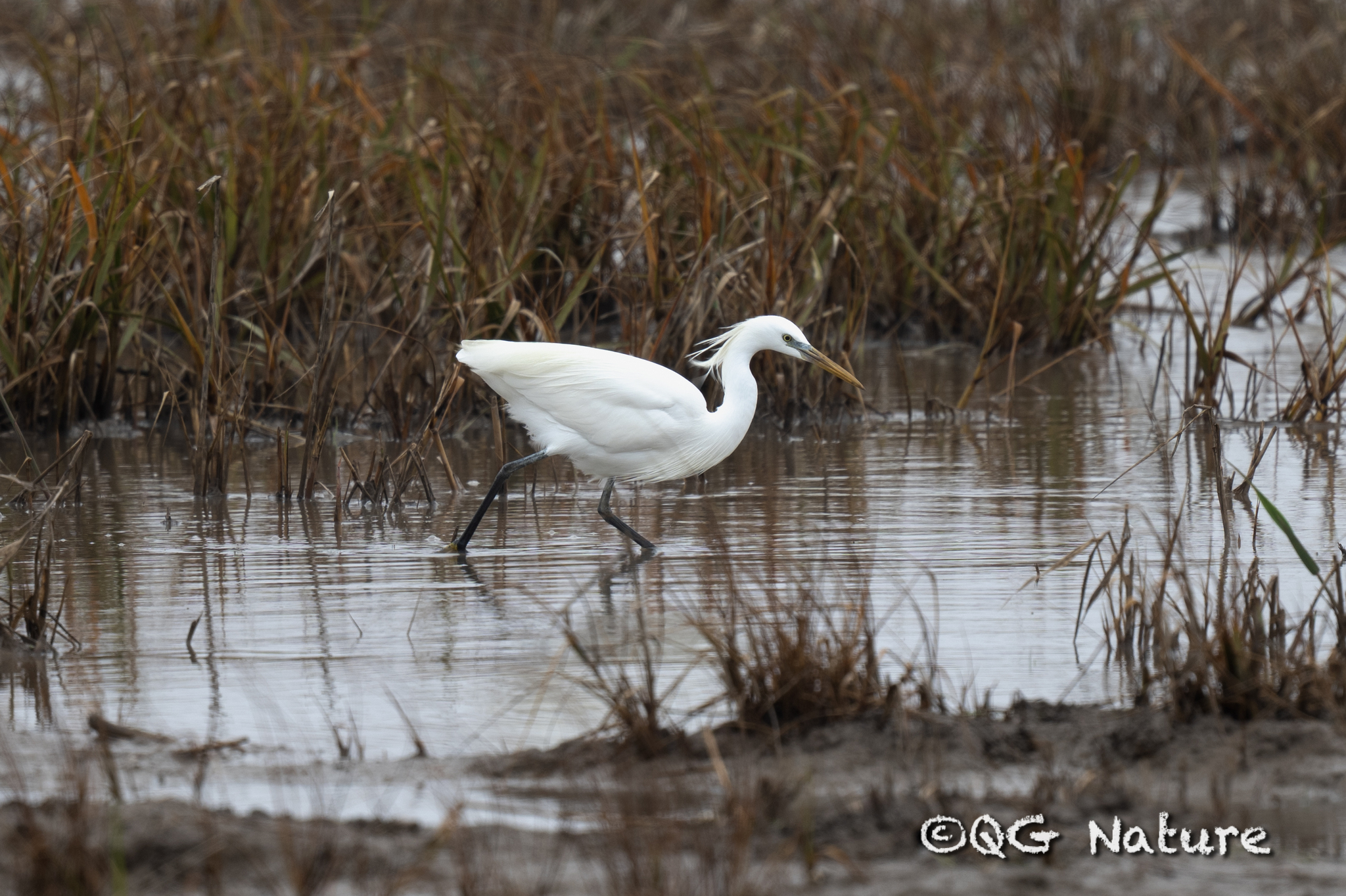 Chinese Egret