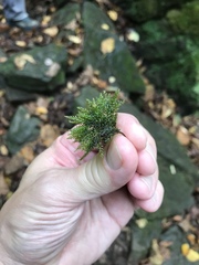 Thamnobryum alleghaniense