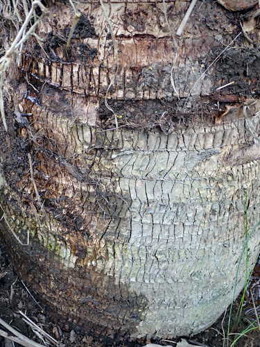 Ravenea rivularis, photograph 2