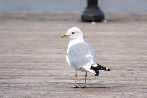 Gaviota cana (Larus canus)