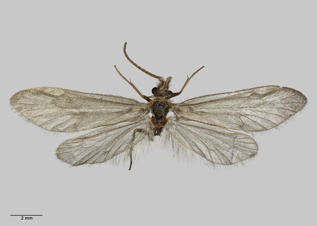 Common Stony-cased Caddisfly