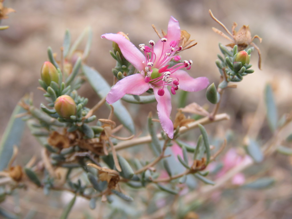 Reaumuria alternifolia