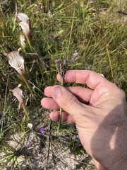 Carphephorus pseudoliatris