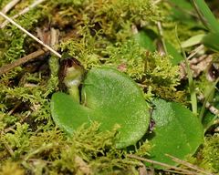 Corybas despectans