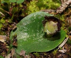 Corybas despectans