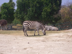Equus zebra