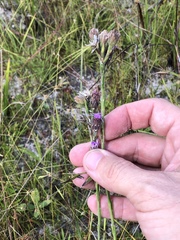 Carphephorus pseudoliatris