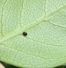 Serangium maculigerum