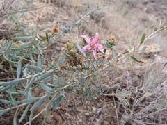 Reaumuria alternifolia