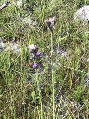 Carphephorus pseudoliatris