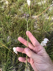 Carphephorus pseudoliatris