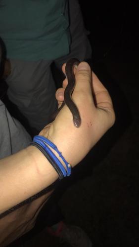 Mole Viper, Atractaspis irregularis