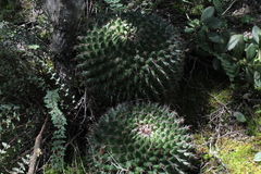 Mammillaria mystax
