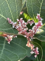 Reynoutria compacta, photograph Bob, CC BY, iNaturalist via GBIF