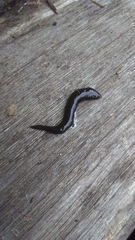 Continenticola