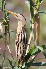Ixobrychus involucris