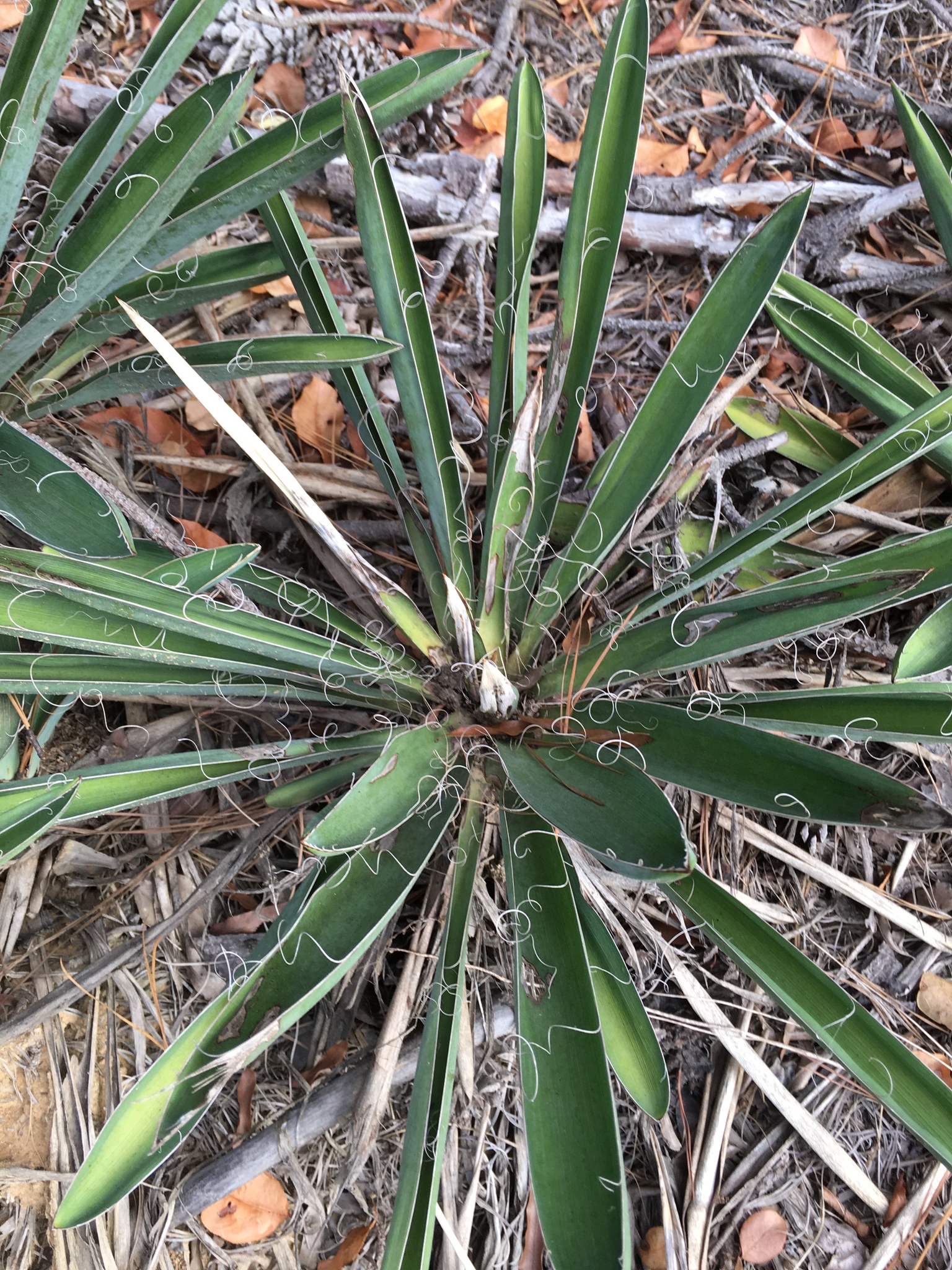 Subspecies Yucca filamentosa concava · iNaturalist