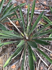 Yucca filamentosa concava