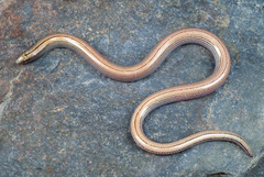 Baja California Legless Lizard photo 2