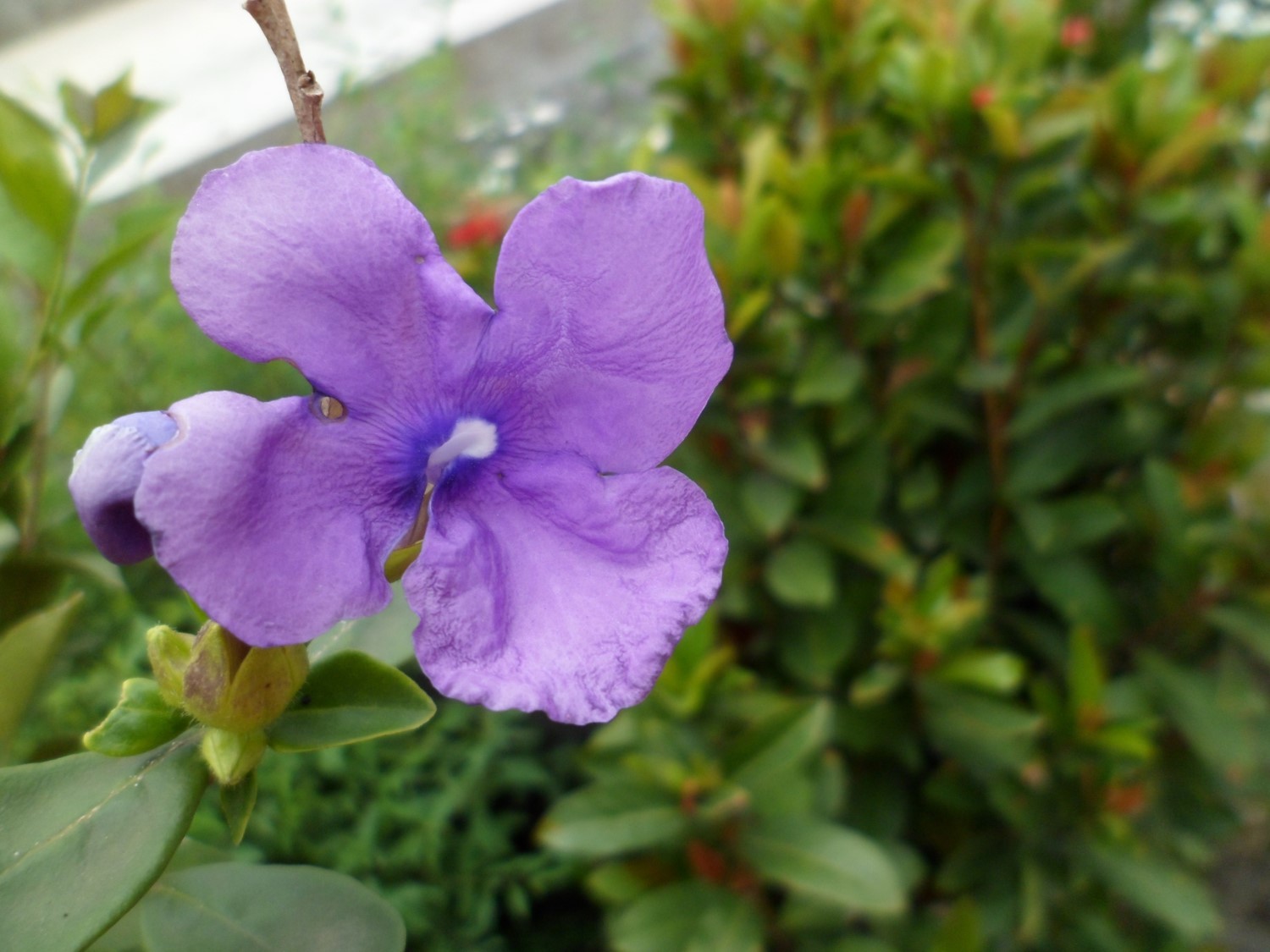 Brunfelsia pauciflora