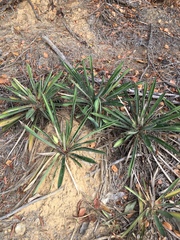 Yucca filamentosa concava