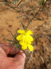 Talinum polygaloides
