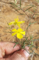 Talinum polygaloides