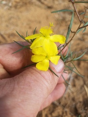 Talinum polygaloides